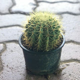 Golden  Barrel Cactus