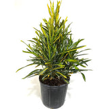 Croton Banana Yellow Plant