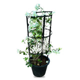 Bouganvillea Glabra White