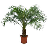 Phoenix Roebelenii palm