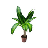 Dracaena Massangeana