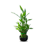 Lucky Bamboo