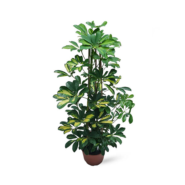 Schefflera Variegated