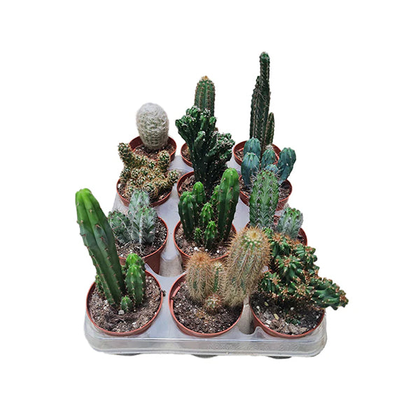 Cactus Collection Offer
