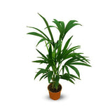 Kentia palm