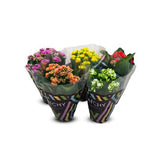 Kalanchoes