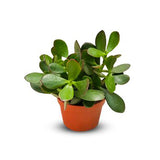 Jade Plant