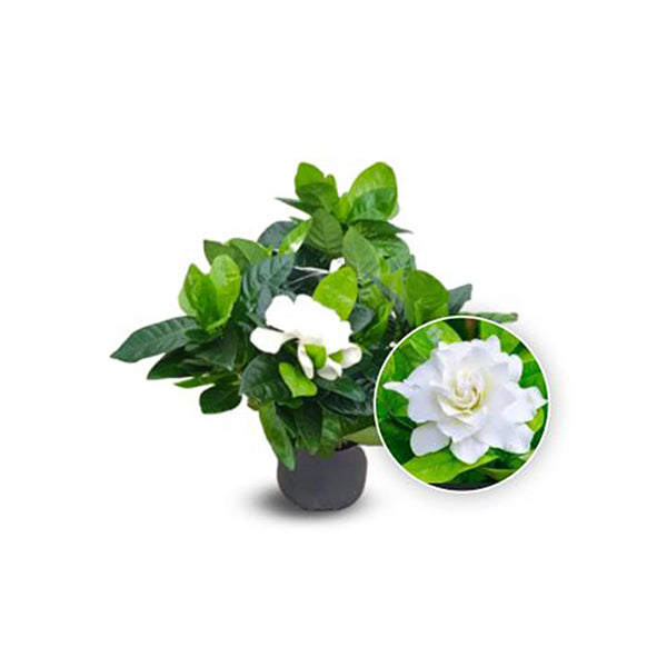 Gardenia Indoor
