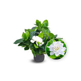 Gardenia Indoor
