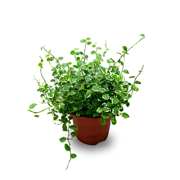 Ficus Pumila