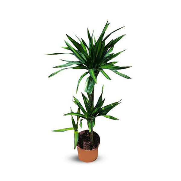 Dracaena Rikki
