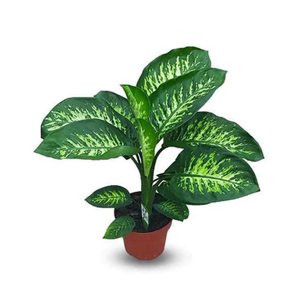 Dieffenbachia Maroba