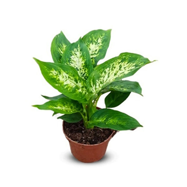 Dieffenbachia Compacta