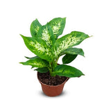 Dieffenbachia Compacta