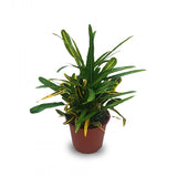Croton Long Leaf