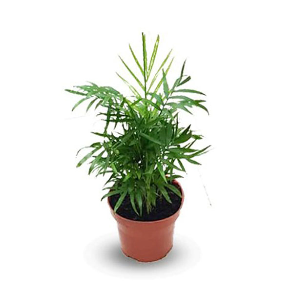 Chamaedorea