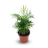 Chamaedorea