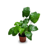 Calathea Mosaic Or Musaica