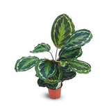 Calathea Medallion
