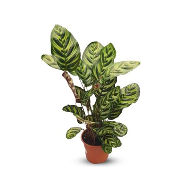 Calathea Makoyana