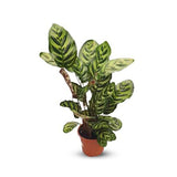 Calathea Makoyana