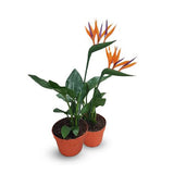 Birds Of Paradise