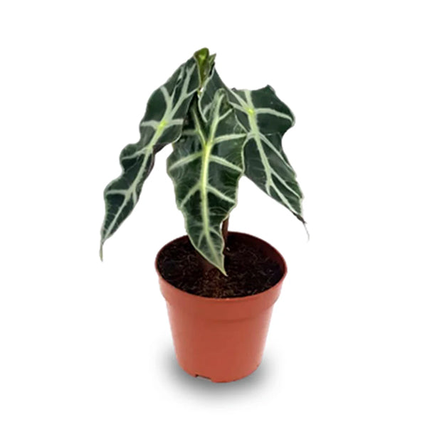Alocasia Polly