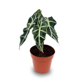 Alocasia Polly
