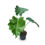 Alocasia Elephant Ear