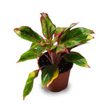 Aglaonema Mix