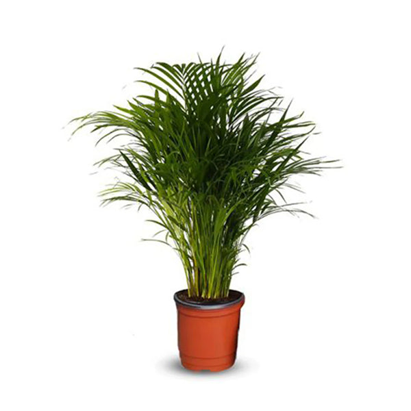 Areca Palm
