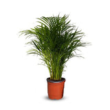 Areca Palm