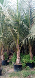 Coconut Palm Tree