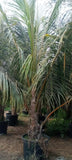Coconut Palm Tree