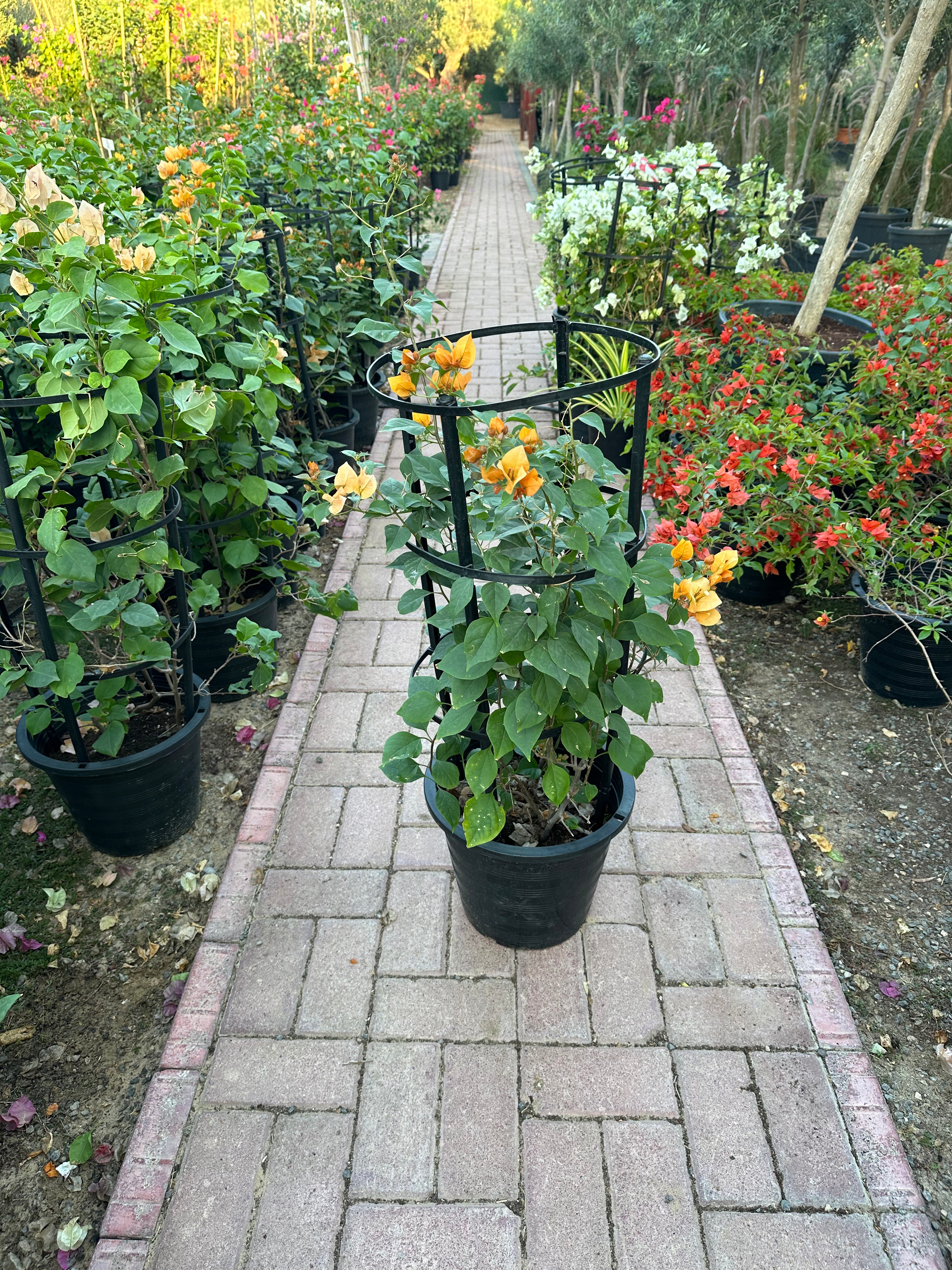 Bougainvillea Yellow