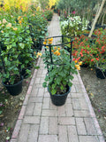 Bougainvillea Yellow