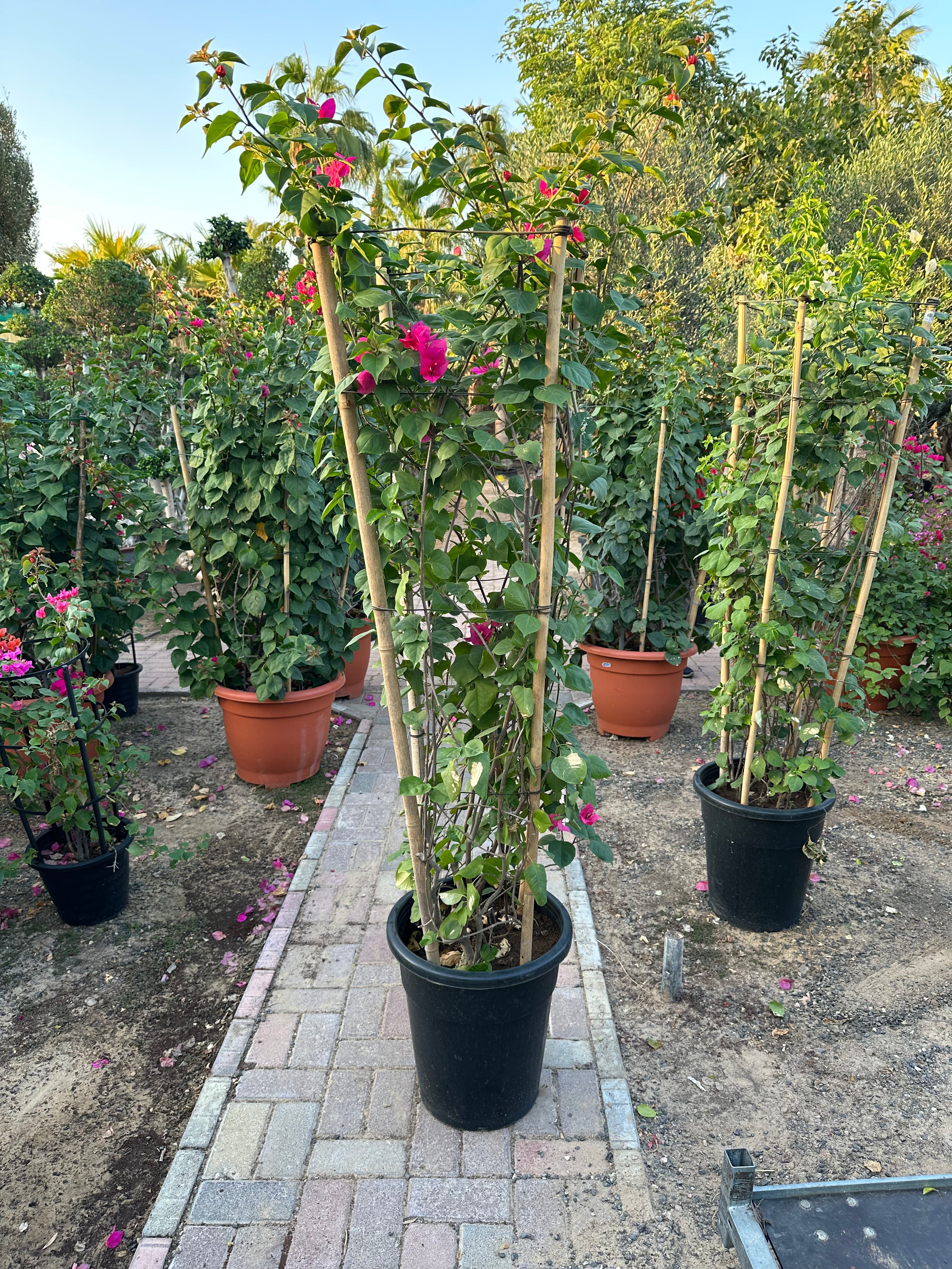 Bougainvillea Pink