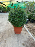 Ehretia Ball-Shaped