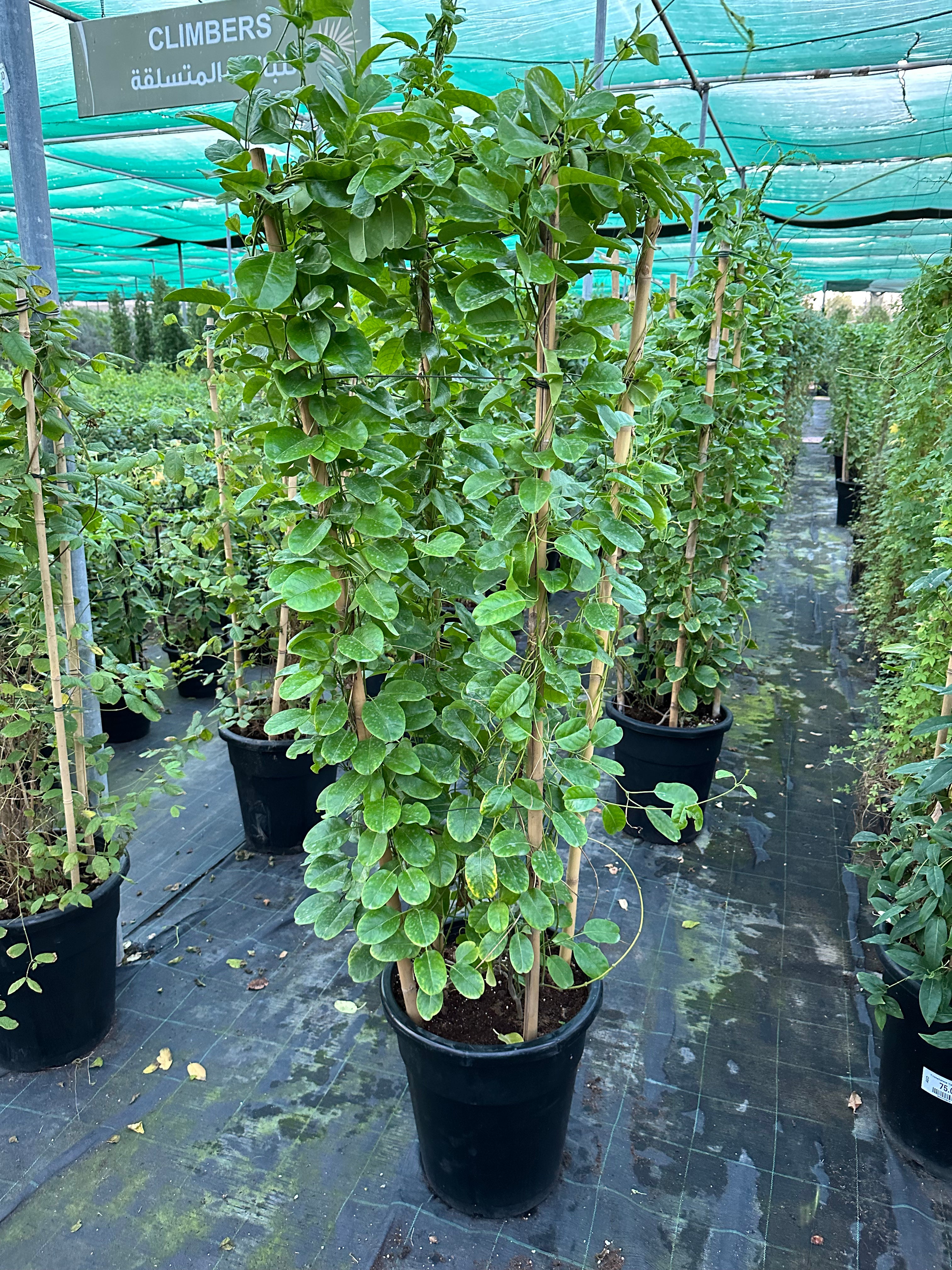 Mandevilla Yellow