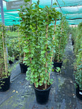 Mandevilla Yellow
