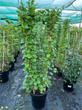 Mandevilla Yellow