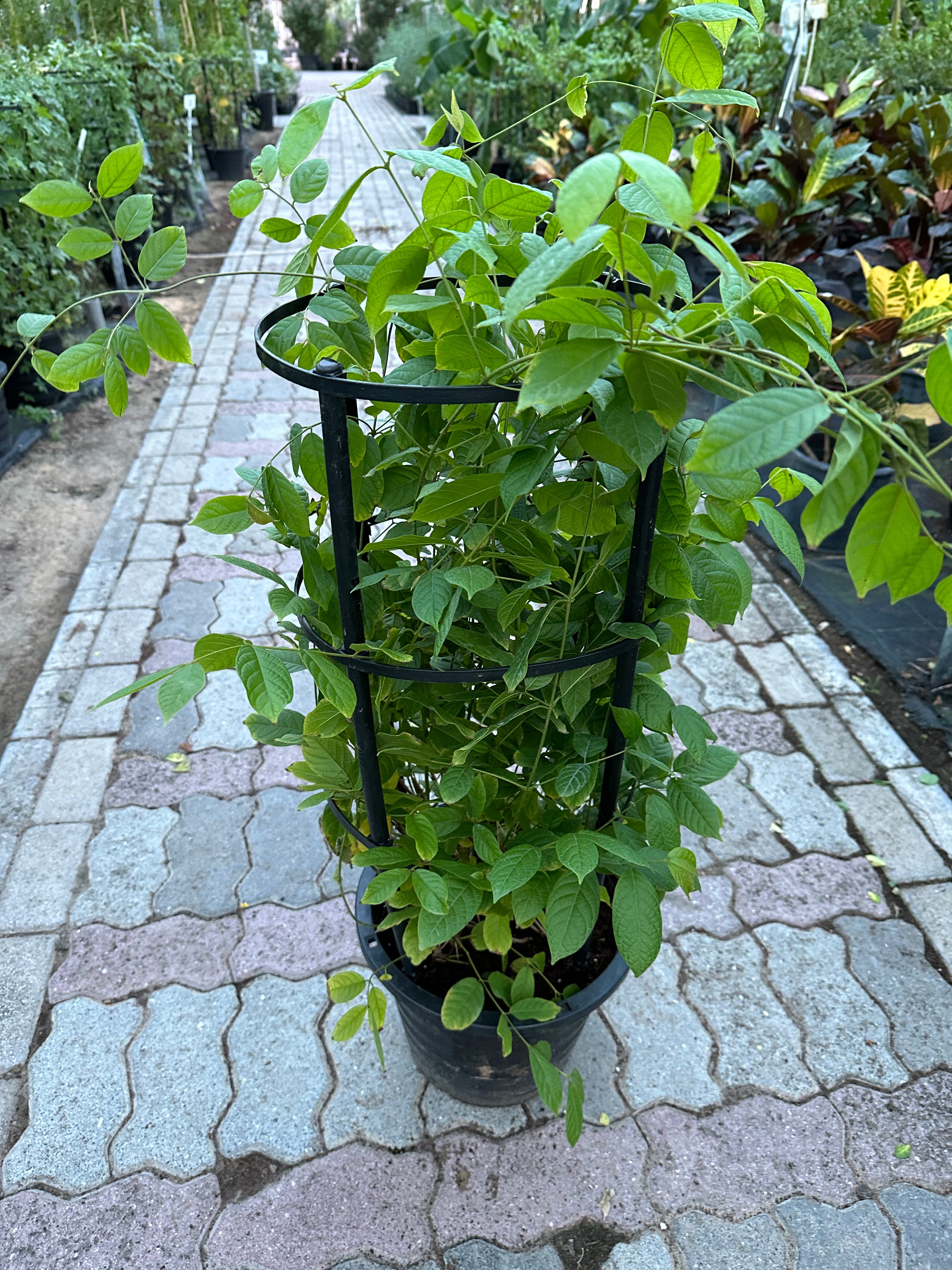 Rangoon Creeper