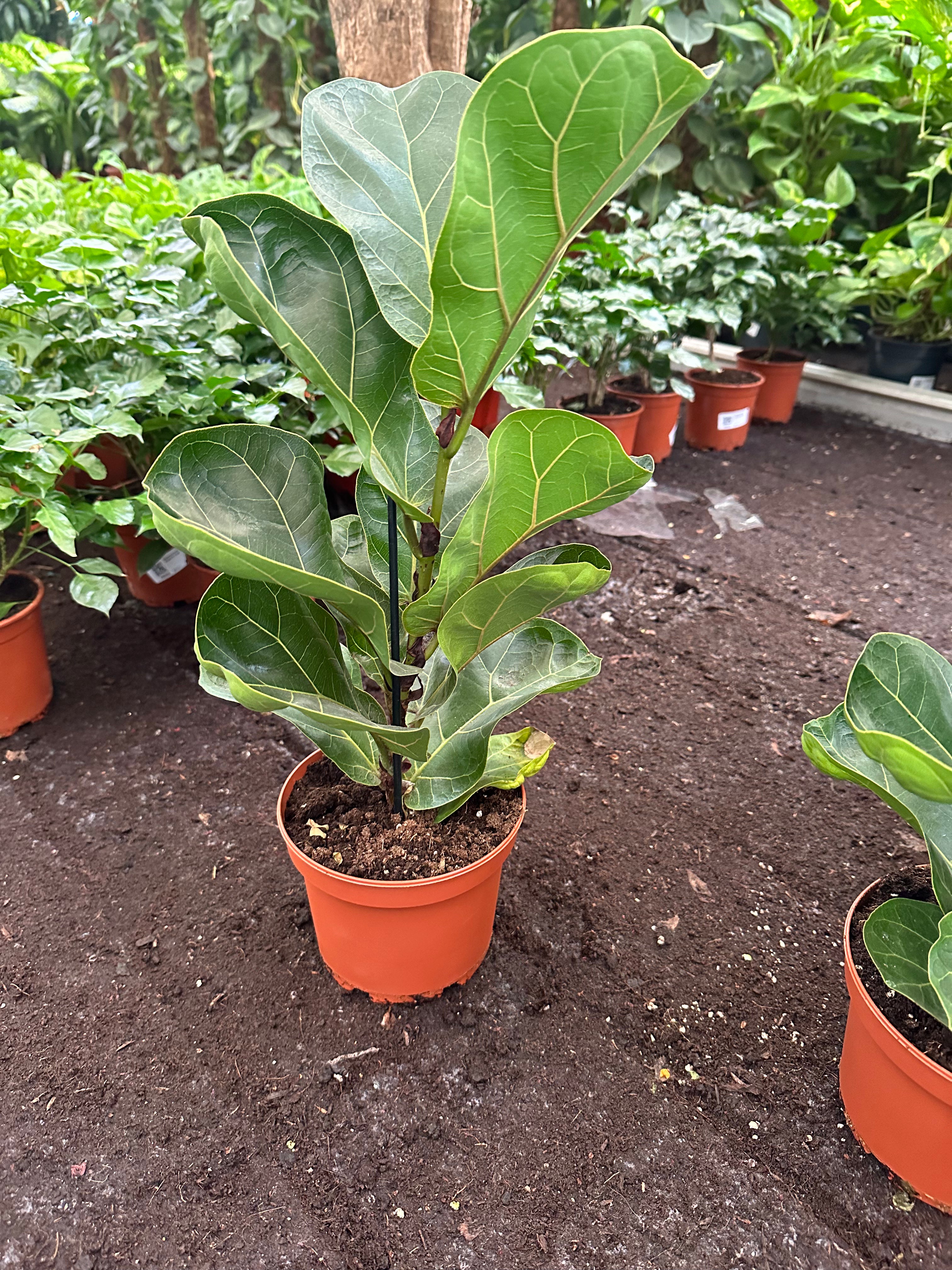 Fiddle Fig