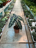 Alocasia Polly