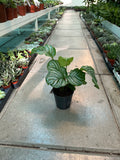 Calathea Orbifolia