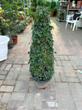 Ehretia Cone-Shaped