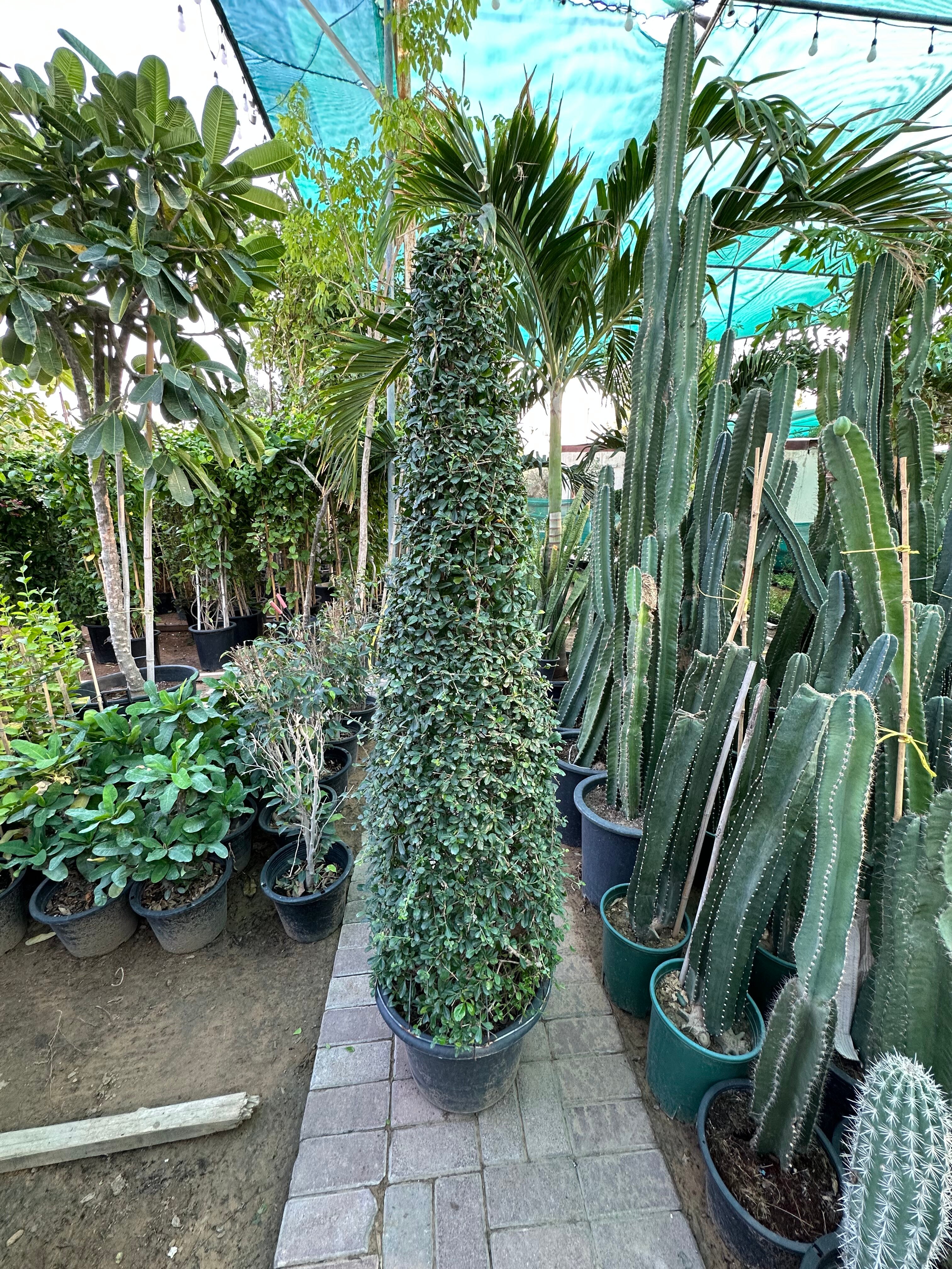 Ehretia Cone-Shaped