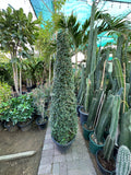 Ehretia Cone-Shaped