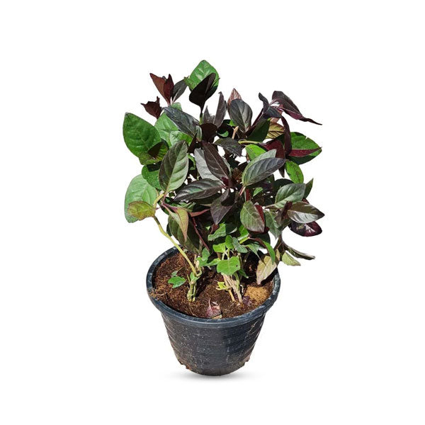 Pseuderanthemum (Shooting Star)