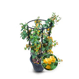 Bougainvillea Yellow